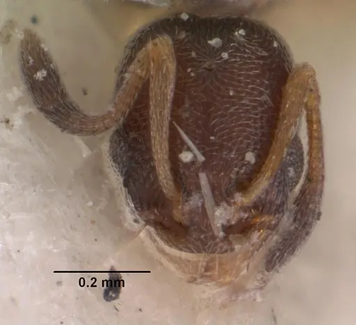 Cardiocondyla minutior specimen CASENT0102305 image casent0102305_4