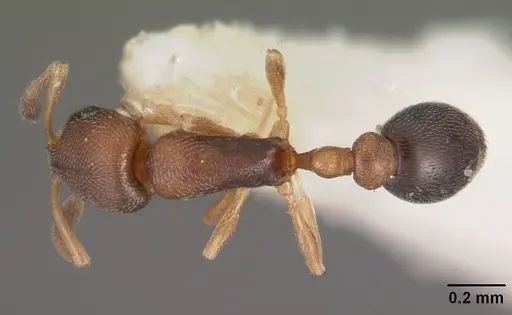 Cardiocondyla minutior specimen CASENT0102306 image casent0102306_1