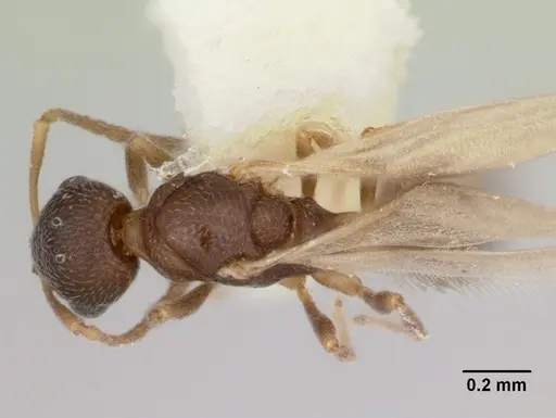 Cardiocondyla minutior specimen CASENT0103435 image casent0103435_1