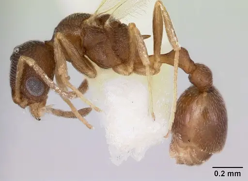 Cardiocondyla minutior specimen CASENT0103435 image casent0103435_3
