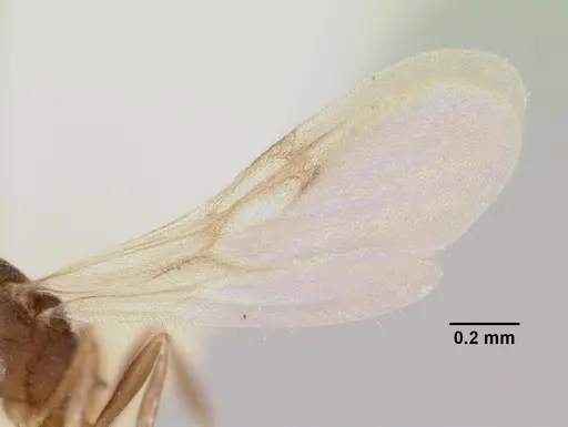 Cardiocondyla minutior specimen CASENT0103435 image casent0103435_4