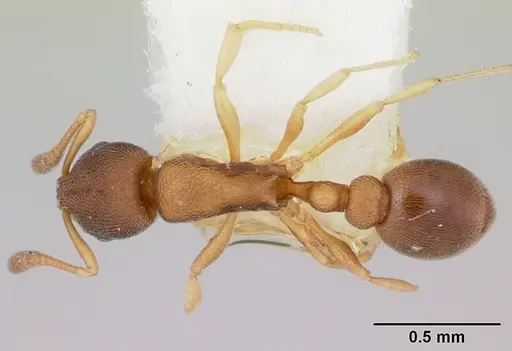Cardiocondyla minutior specimen CASENT0103436 image casent0103436_1