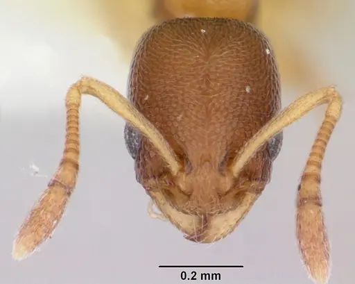 Cardiocondyla minutior specimen CASENT0103436 image casent0103436_2