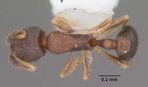 Cardiocondyla minutior specimen CASENT0103740 image casent0103740_1