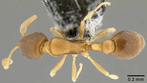 Cardiocondyla minutior specimen CASENT0171077 image casent0171077_1