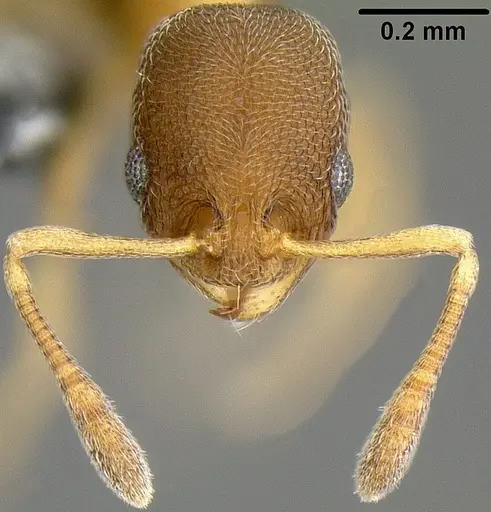 Cardiocondyla minutior specimen CASENT0171077 image casent0171077_2