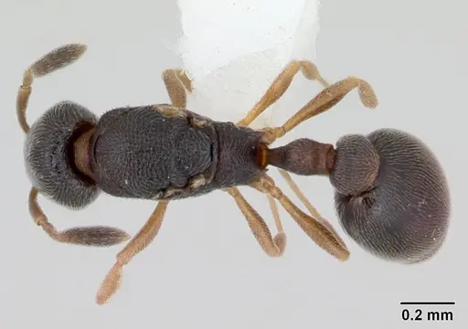Cardiocondyla minutior specimen CASENT0173260 image casent0173260_1