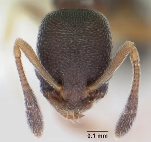 Cardiocondyla minutior specimen CASENT0173261 image casent0173261_2