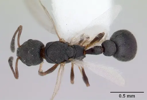 Cardiocondyla minutior specimen CASENT0178349 image casent0178349_1