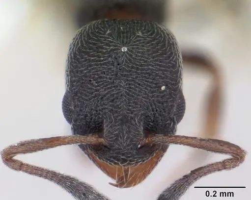 Cardiocondyla minutior specimen CASENT0178349 image casent0178349_2