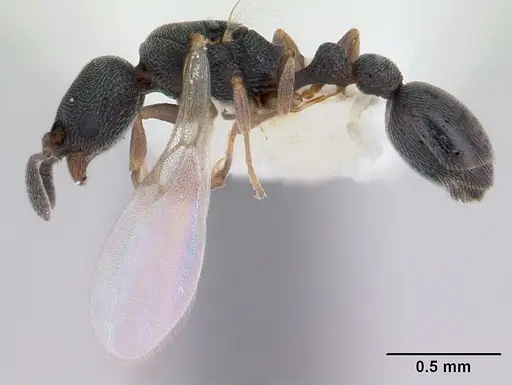Cardiocondyla minutior specimen CASENT0178349 image casent0178349_3