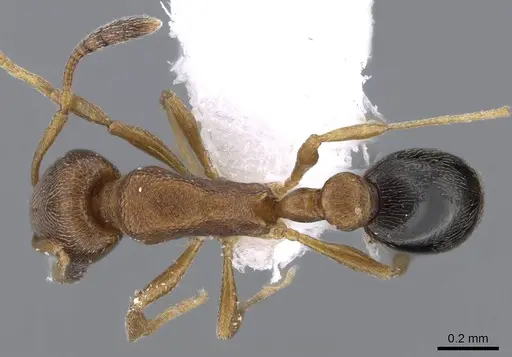 Cardiocondyla minutior specimen CASENT0746617 image casent0746617_1
