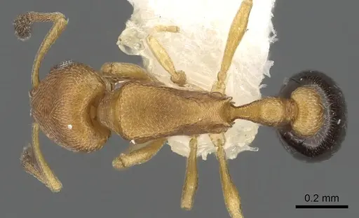 Cardiocondyla minutior specimen CASENT0901759 image casent0901759_1