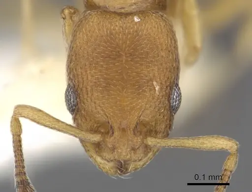 Cardiocondyla minutior specimen CASENT0901759 image casent0901759_2