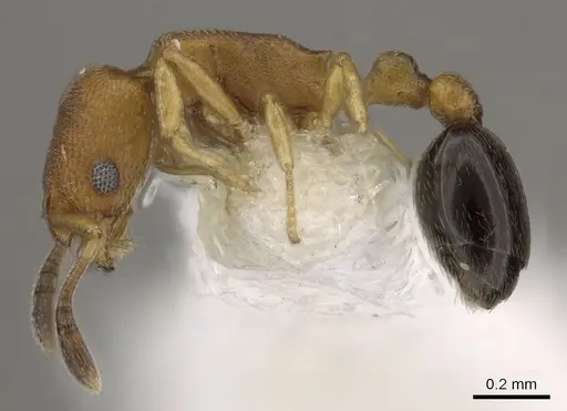 Cardiocondyla minutior specimen CASENT0901759 image casent0901759_3