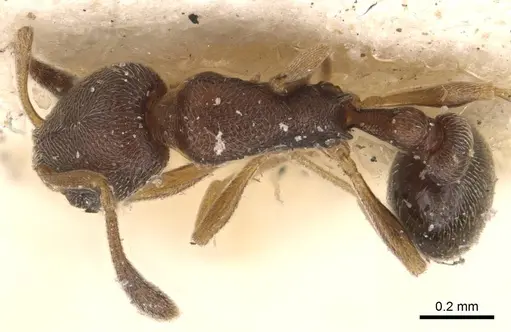 Cardiocondyla minutior specimen CASENT0908344 image casent0908344_1
