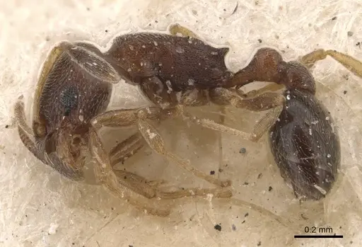 Cardiocondyla minutior specimen CASENT0908344 image casent0908344_3