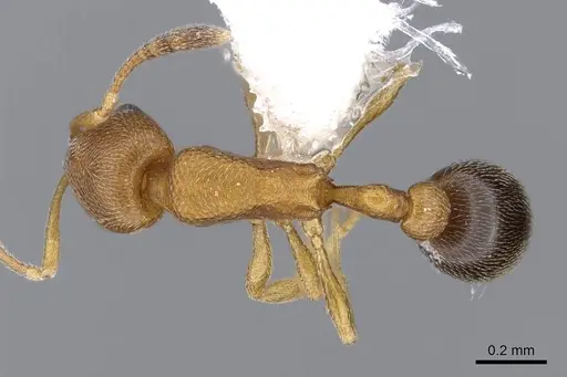 Cardiocondyla minutior specimen CASENT0914963 image casent0914963_1