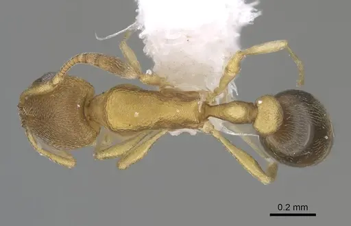 Cardiocondyla minutior specimen CASENT0922293 image casent0922293_1