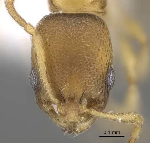 Cardiocondyla minutior specimen CASENT0922293 image casent0922293_2