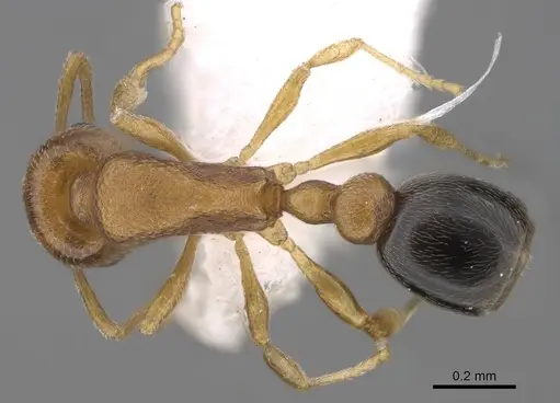 Cardiocondyla minutior specimen CASENT0922873 image casent0922873_1