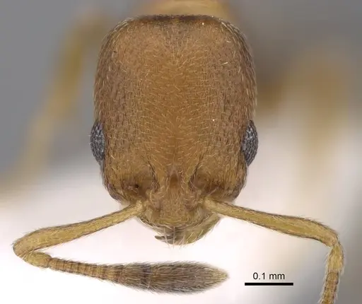 Cardiocondyla minutior specimen CASENT0922873 image casent0922873_2