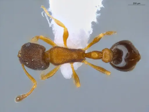 Cardiocondyla minutior specimen ECOFOG-OI17-0006-06 image ecofog-oi17-0006-06_1