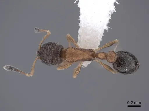 Cardiocondyla minutior specimen FMNHINS0000065820 image fmnhins0000065820_1