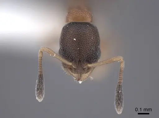 Cardiocondyla minutior specimen FMNHINS0000065820 image fmnhins0000065820_2