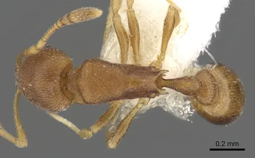 Cardiocondyla neferka specimen CASENT0901747 image casent0901747_1
