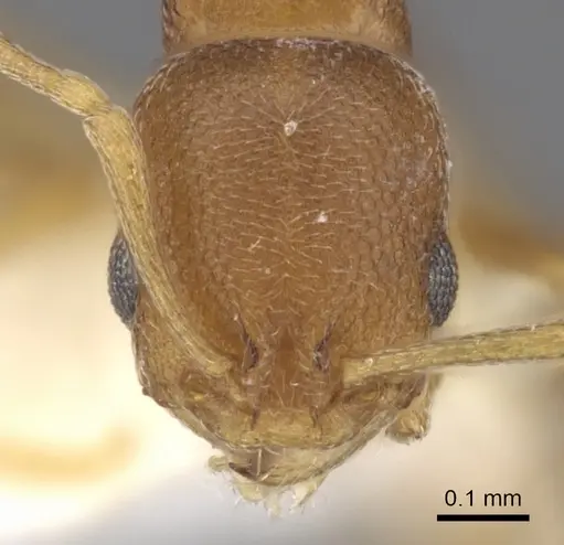 Cardiocondyla neferka specimen CASENT0901747 image casent0901747_2
