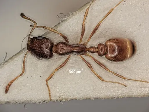 Cardiocondyla nigra specimen ANTWEB1048524 image antweb1048524_1