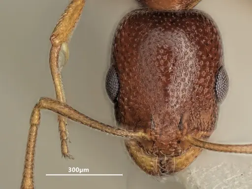 Cardiocondyla nigra specimen ANTWEB1048524 image antweb1048524_2