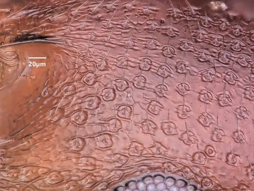Cardiocondyla nigra specimen ANTWEB1048524 image antweb1048524_3