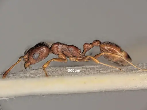 Cardiocondyla nigra specimen ANTWEB1048524 image antweb1048524_4
