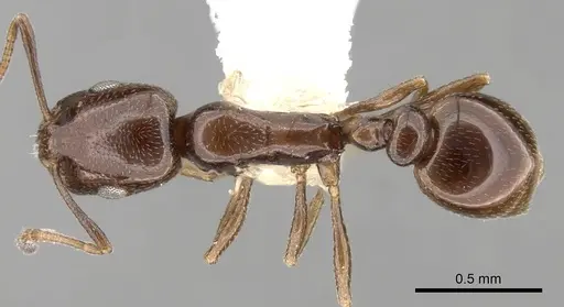 Cardiocondyla nigra specimen CASENT0281805 image casent0281805_1