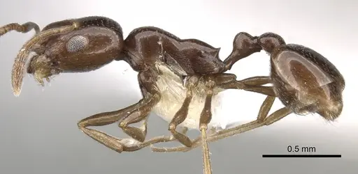 Cardiocondyla nigra specimen CASENT0281805 image casent0281805_3