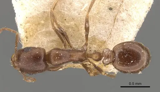 Cardiocondyla nigra specimen CASENT0908336 image casent0908336_1
