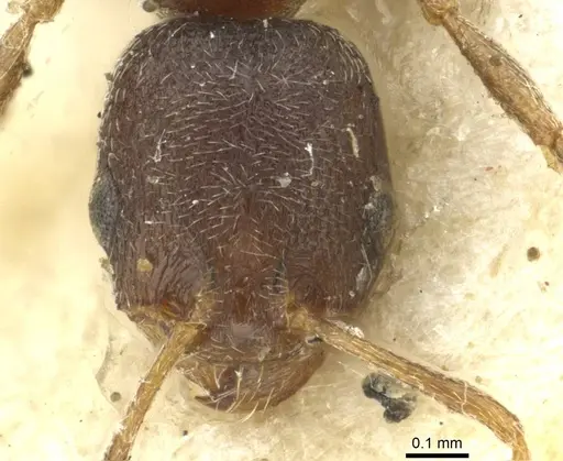 Cardiocondyla nigra specimen CASENT0913594 image casent0913594_2