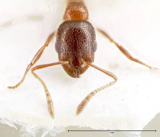 Cardiocondyla nigra specimen FOCOL0728 image focol0728_2