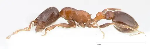 Cardiocondyla nigra specimen FOCOL0728 image focol0728_4