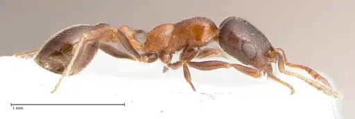 Cardiocondyla nigra specimen FOCOL0728 image focol0728_5