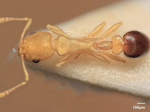 Cardiocondyla nigrocerea specimen ANTWEB1048525 image antweb1048525_1