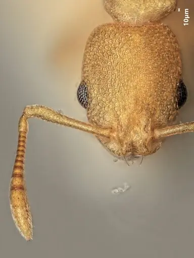 Cardiocondyla nigrocerea specimen ANTWEB1048525 image antweb1048525_2