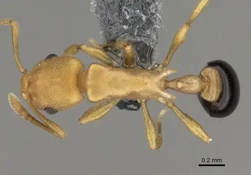 Cardiocondyla nigrocerea specimen CASENT0280592 image casent0280592_1