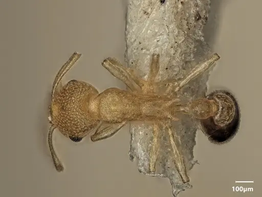 Cardiocondyla nivalis specimen ANTWEB1048526 image antweb1048526_1