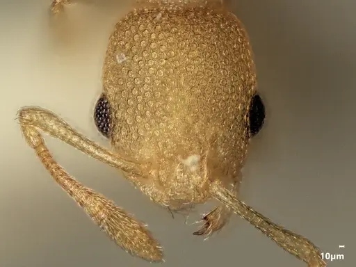 Cardiocondyla nivalis specimen ANTWEB1048526 image antweb1048526_2