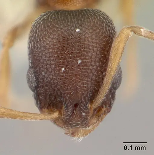 Cardiocondyla nuda specimen CASENT0178361 image casent0178361_2