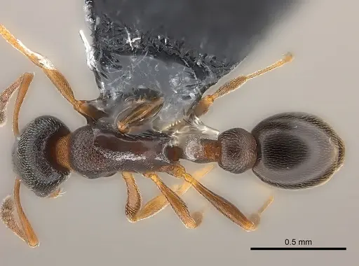 Cardiocondyla nuda specimen CASENT0181806 image casent0181806_1