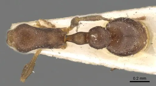 Cardiocondyla nuda specimen CASENT0901758 image casent0901758_1